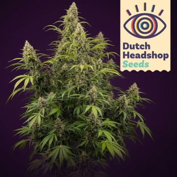 Black Widow (Huismerk) 