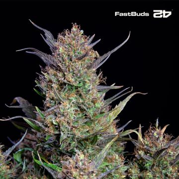 Bruce Banner Auto (Fast Buds)