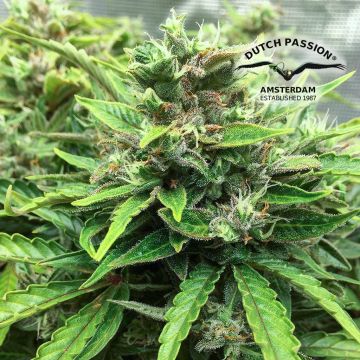 CBD Auto Charlotte’s Angel (Dutch Passion) 3 Samen