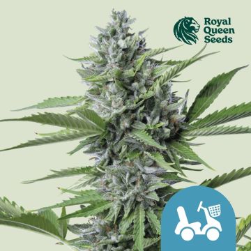 Fast Eddy Automatic CBD (Royal Queen Seeds) 5 Samen