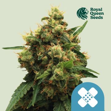 Painkiller XL (Royal Queen Seeds) 5 Samen