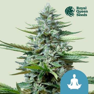 Stress Killer Automatic CBD (Royal Queen Seeds) 5 Samen
