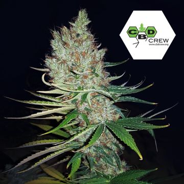 CBD Therapy (CBD Crew) 5 Samen