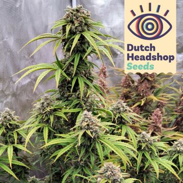 Fast Purple Punch (Hausmarke)