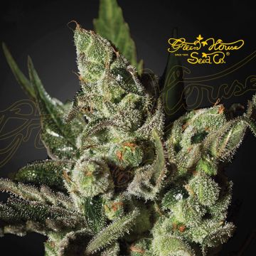 Exodus Cheese (Greenhouse Seeds) 5 Samen