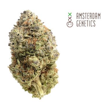 Fatkid’s Cake (Amsterdam Genetics) 3 Samen