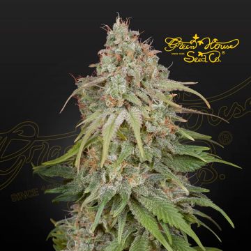 GH Amnesia (Greenhouse Seeds)