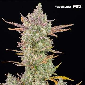 Gorilla Cookies Auto (Fast Buds)