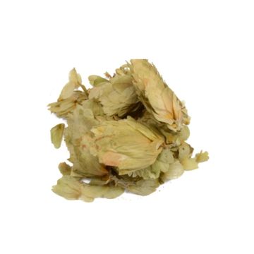 Hop [Humulus lupulus] 20 Gramm