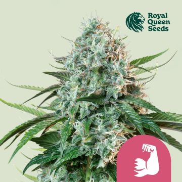 Hulkberry (Royal Queen Seeds) 3 Samen