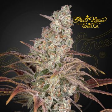 Jack's Dream (Greenhouse Seeds)