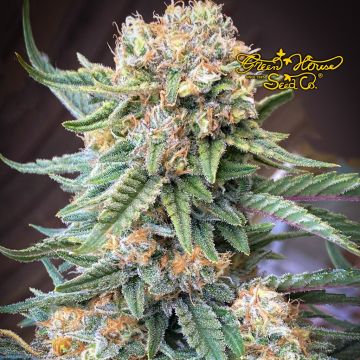 Lemon Skunk (Greenhouse Seeds) 5 Samen