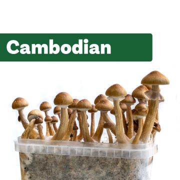 Zauberpilze Growkit Cambodian  (Ready-to-Grow Growkit)
