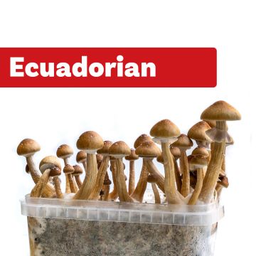 Zauberpilze Growkit Ecuadorian (Ready-to-Grow Growkit)