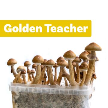 Magic Mushrooms Growkit Golden Teacher (Ready-to-Grow Growkit)