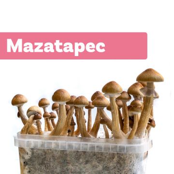 Zauberpilze Growkit Mazatapec (Ready-to-Grow Growkit)