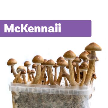 Magic Mushrooms Growkit McKennaii (Ready-to-Grow Growkit)