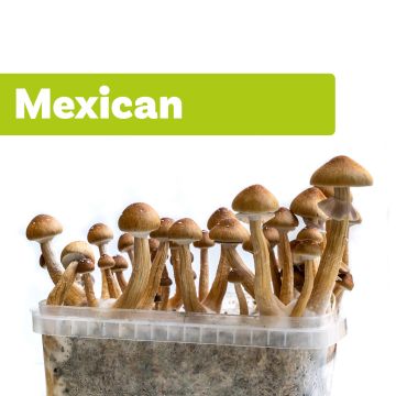 Zauberpilze Growkit Mexicana (Ready-to-Grow Growkit)