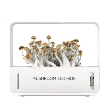 Shrooly | Growbox Magic Shrooms Anbau