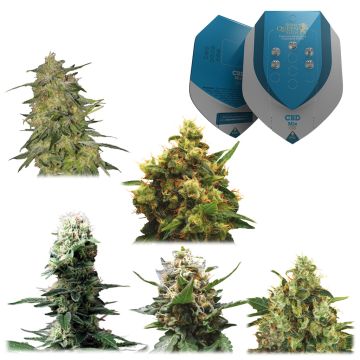 Medizinische Mix CBD (Royal Queen Seeds) 5 Samen