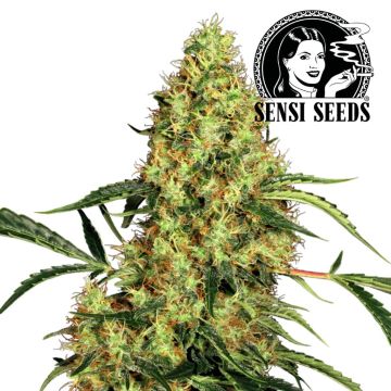 Mexican Sativa (Sensi Seeds)