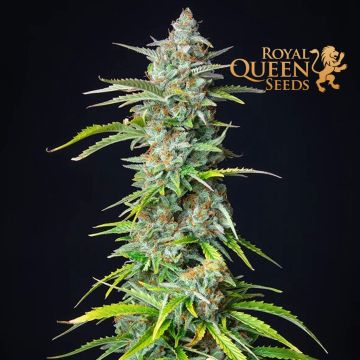 Northern Light Automatic (Royal Queen Seeds) 5 Samen