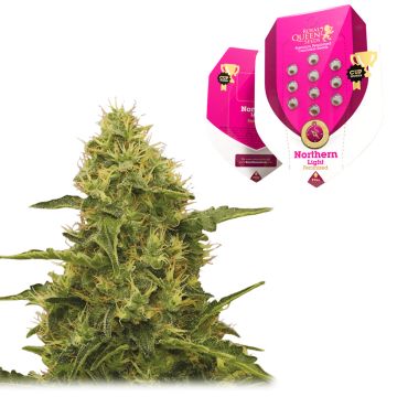 Northern Light (Royal Queen Seeds) 5 Samen