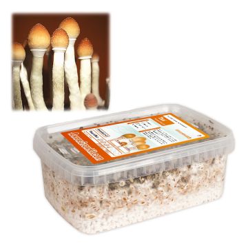 Magic Mushrooms Growkit Thai (Ready-to-Grow Growkit)