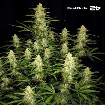 Papaya Cookies Auto (Fast Buds)
