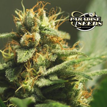 L.A. Amnesia (Paradise Seeds) 3 Samen