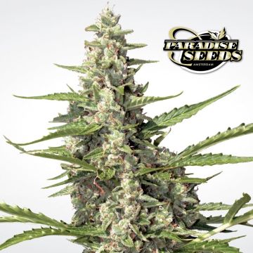 Pandora Autoflower (Paradise Seeds) 3 Samen