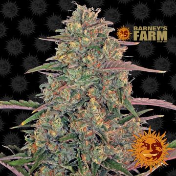 Pineapple Chunk (Barney's Farm) 5 Samen