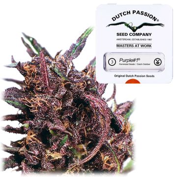 Purple #1 (Dutch Passion) 3 Samen