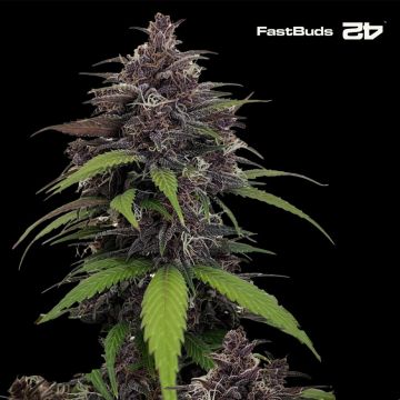 Purple Haze Auto (Fast Buds)