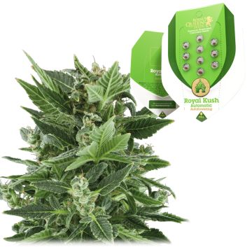 Royal Kush Automatic (Royal Queen Seeds) 5 Samen
