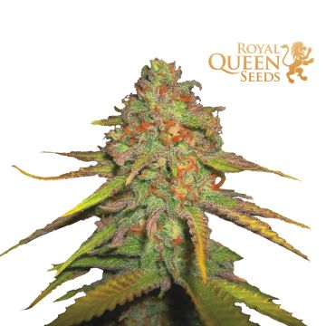 Royal Moby (Royal Queen Seeds)