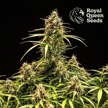 Milky Way F1 Auto (Royal Queen Seeds)