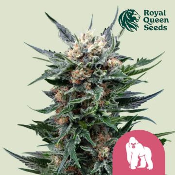 Royal Gorilla (Royal Queen Seeds) 3 Samen