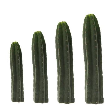 San Pedro Meskalin Kaktus [Echinopsis pachanoi]