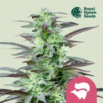 Skunk XL (Royal Queen Seeds) 5 Samen