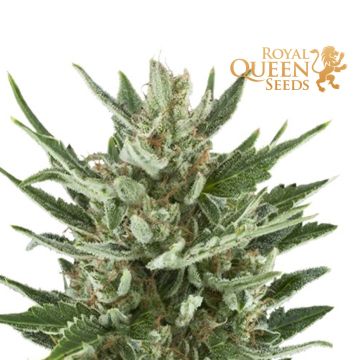 Speedy Chile Fast Flowering (Royal Queen Seeds) 3 Samen