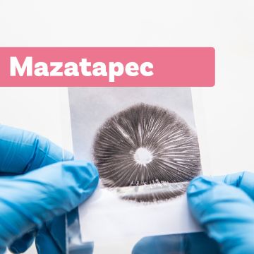 Zauberpilz Sporenabdruck | Mazatapec