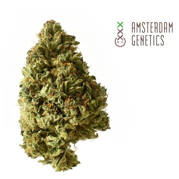 White Choco Autoflower (Amsterdam Genetics) 3 Samen