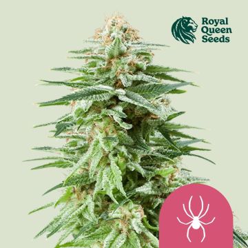 White Widow (Royal Queen Seeds) 5 Samen 