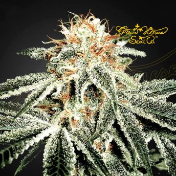 White Widow (Greenhouse Seeds) 5 Samen