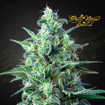 White Widow Auto CBD (Greenhouse Seeds) 5 Samen