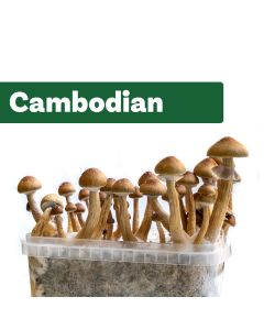 Zauberpilze Growkit Cambodian  (Ready-to-Grow Growkit)