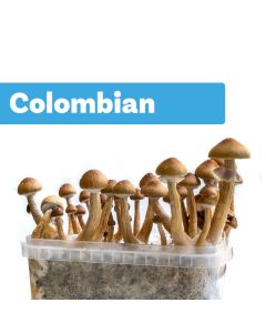 Zauberpilze Growkit Colombian (Ready-to-Grow Growkit)