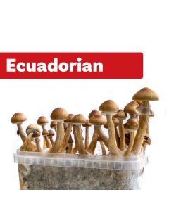 Zauberpilze Growkit Ecuadorian (Ready-to-Grow Growkit)