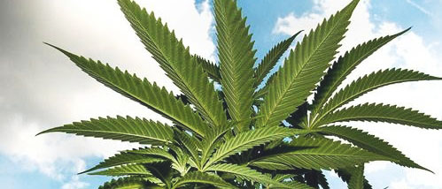 5 Bizarre Cannabispflanzen, die an die Grenzen des Cannabisanbaus führen